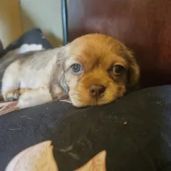 Puppy