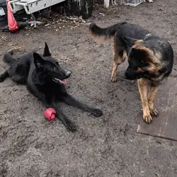 German shepherd pups