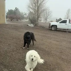 Purebred mountain dogs