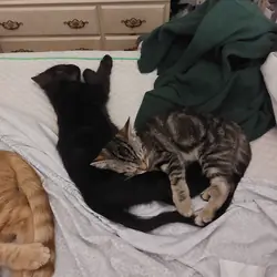 Kittens