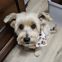 dog