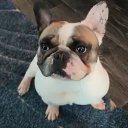 French Bulldog Male