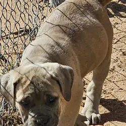 Cane Corso Puppies