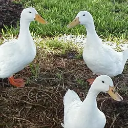 Ducks