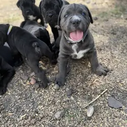 Purebred Cane corso