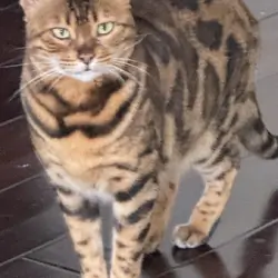 Bengal cat