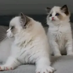 Sweet Ragdoll kittens