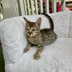 Kitten