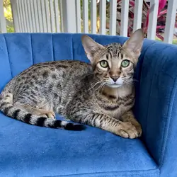 Savannah  kitten