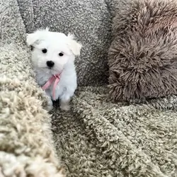 Maltese Puppies available