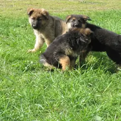 GERMAN SHEPHERD PUPPIES