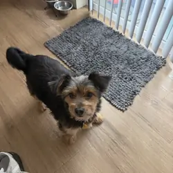 6 yr old