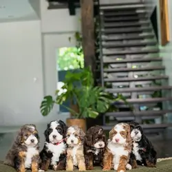 🐶 Adorable Bernedoodle Puppies Ready for Sale