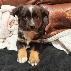 Mini Aussie