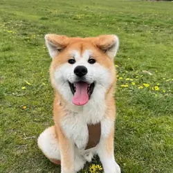 ADORABLE AKITA PUPIES