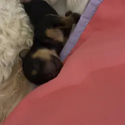 Adorable teacup Yorker puppies for sale🐶