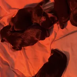 Adorable tea cup yorkie puppies 🐶