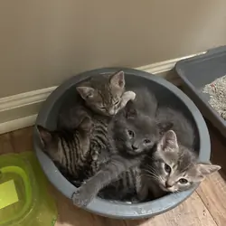 Free kittens