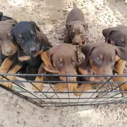 doberman puppies