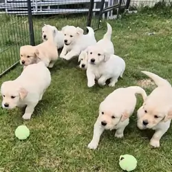 The Ultimate Companion: AKC Golden Retriever Pups
