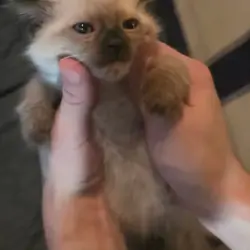 Siamese kittens