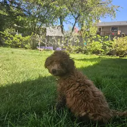 Brown Mini poddle/ rehomed already.