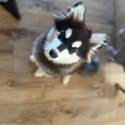 Alaskan Klee Kia puppy