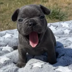 AKC quality French Bulldog Puppy for free adoption