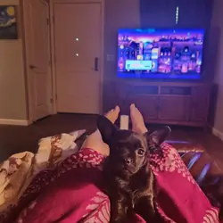 French bulldog puppy