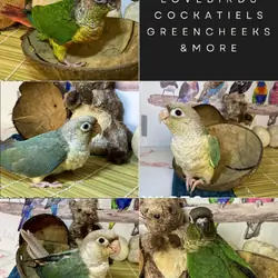 Green Cheek Conure — VERY SWEET