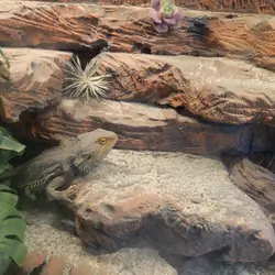 100 gallon terrarium including Bearded Dragon