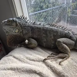 Blue Iguana