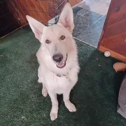 AKC purebred white male German Shepherd