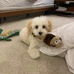 My 13 weeks old maltipoo Puppy needs a new home