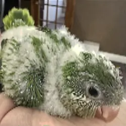 Green Baby Quaker Parrots