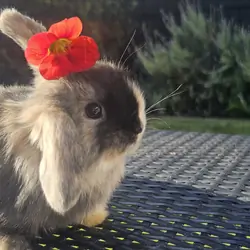 Purebred Holland Lops