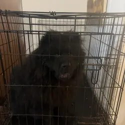 Male Chow Puppy