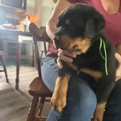 Rottweiler puppies