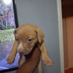 Puppies