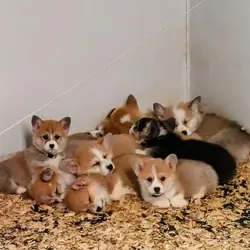 Corgi Puppy