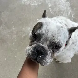 Micro Bully