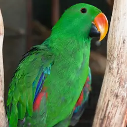 Eclectus Parrot – Male & Female Hand-Raised