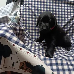 AKC Chocolate & Black Labrador Retriever puppies.