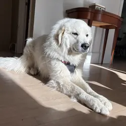 A Sweet Great Pyrenees Looking for Forever Home
