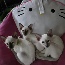 Siamese kittens