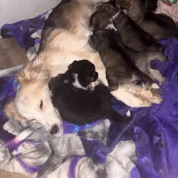 Backyard mix pups