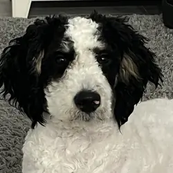 Miniature Bernadoodle