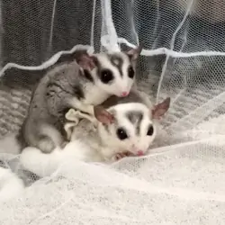 2 male sugar gliders bonded pair