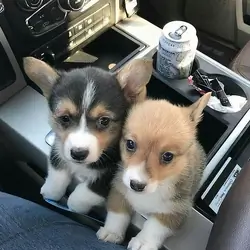 Corgi Puppy