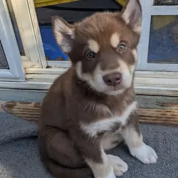 Alaskan Malamute Puppy